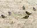 鳥類図鑑・カワラヒワの写真 8